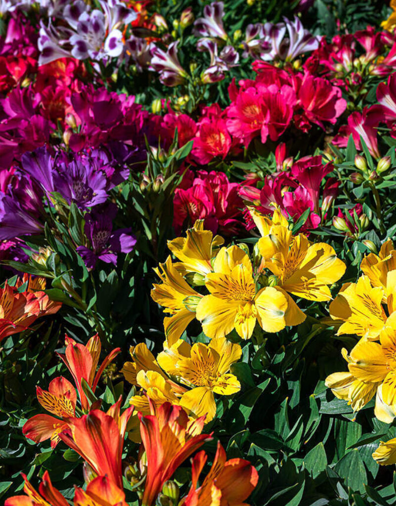 Astromerija - veleprodaja rezanog cveća - NaiBel Flowers LTD doo Beograd