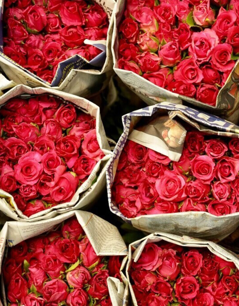 veleprodaja crvenih ruža - veleprodaja rezanog cveća - NaiBel Flowers LTD doo Beograd