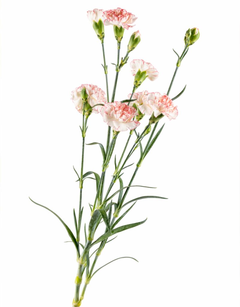 Karanfil - veleprodaja rezanog cveća - NaiBel Flowers LTD doo Beograd
