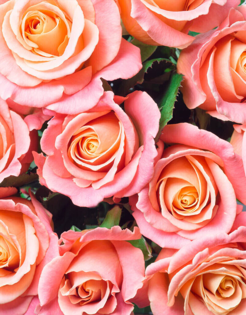 veleprodaja roze ruža - veleprodaja rezanog cveća - NaiBel Flowers LTD doo Beograd
