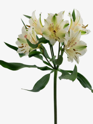 ALSTROEMERIA WINTERFELL