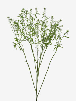 Lepidium