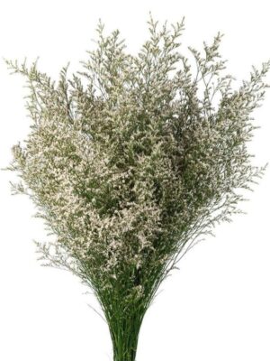 Limonium beli