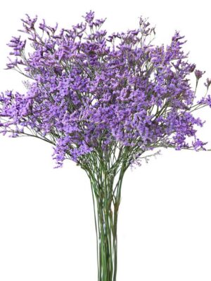 Limonium ljubicasti