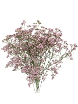 Limonium roze