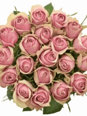 Athena Royal Pink Roze Ruža