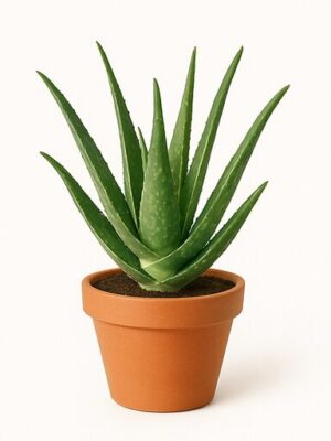 aloe vera