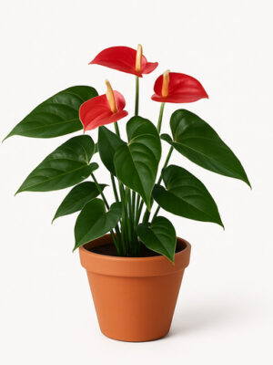 anthurium