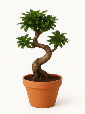 bonsai