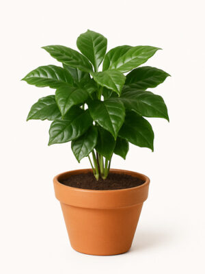 coffeea