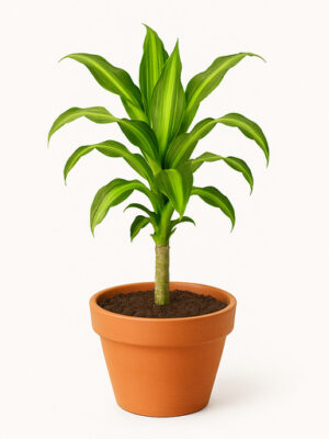 dracena