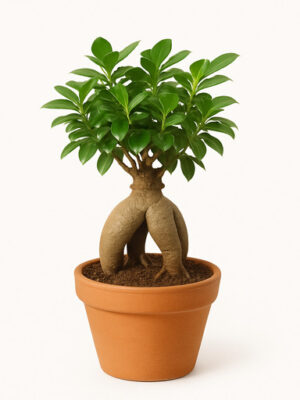 ficus gingseng