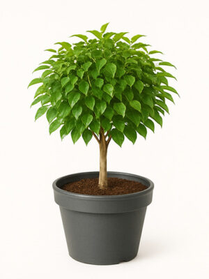 ficus natasja