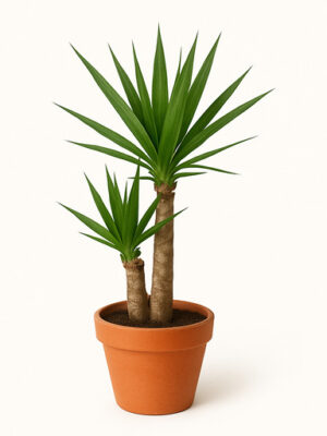 yucca